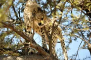 Gepard, Namibia.