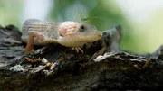Bracken Cave, TX - Alligator Lizard with a bug on its head.