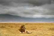 . . . Lion in Ngorongoro Crater