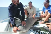 Zeb Hogan bracing the tail of a sandbar shark. (Photo Credit: Ryan Wakeman)