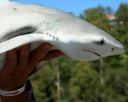 BRISBANE RIVER, BRISBANE, AUSTRALIA: A baby shark caught in the Brisbane River is held up for examination. The waters are notorious for their large population of aggressive bull sharks.  (Photo Credit: © Hoff Productions)