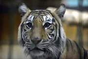 Ein neuer Sumatra-Tiger im Tierpark Berlin.