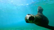 Sea lion in water.