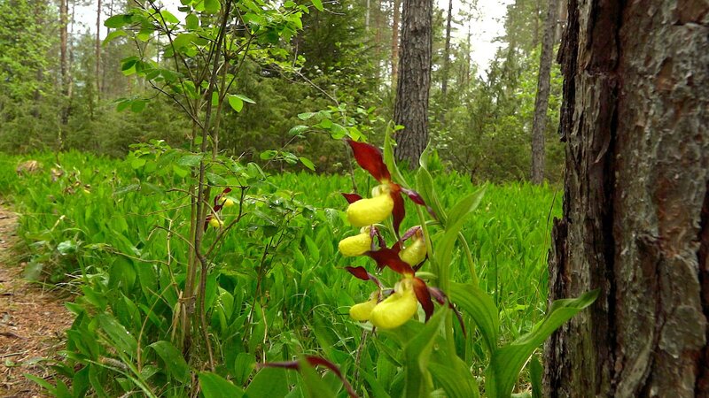 Gärten der Alpen (A, 2022)