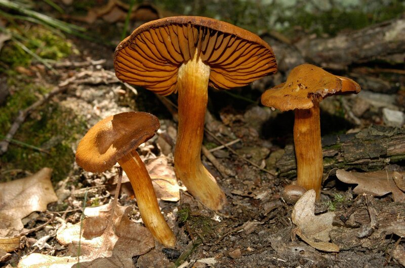 Das geheimnisvolle Leben der Pilze – Zur Biologie einer unbekannten Lebensform (A, 2004)