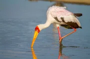 Ein hungriger Gelbschnabelstorch sucht das Wasser nach wirbellosen Tieren ab.