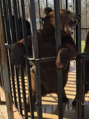 Jeff in front of the bear cage.