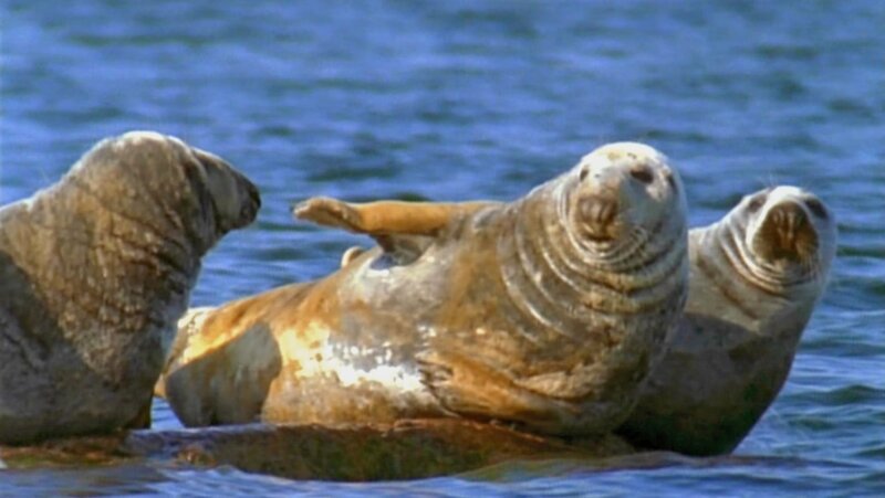 Lebensraum Ostsee (D, 2008)