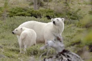 In der Sprache der Cree bedeutet Wapusk "weißer Bär". Der Wapusk National Park trägt seinen Namen, weil er eines der größten Eisbären-Geburtshöhlengebiete weltweit schützt.