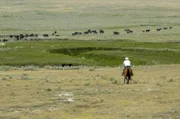 Da die Bisons im Grasslands National Park nicht ausreichen, um die gesamte Fläche abzugrasen, dürfen manche Viehzüchter wie Miles Anderson ihre Rinder zusätzlich dort weiden lassen.