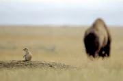 Der Bison erfüllt im Grasslands National Park eine wichtige Aufgabe, da er alte Gräser abfrisst, an deren Stelle neue Pflanzen wachsen können. Das kommt auch anderen Arten zugute wie Präriehunden, Singvögeln, Eidechsen oder Beifußhühnern.