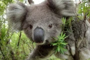 ARD/NDR AUSTRALIEN (2), "In den Wäldern der Koalas", am Sonntag (19.04.15) um 16:30 Uhr im ERSTEN. Am Geruch erkennen Koalas, wie nahrhaft die Eukalyptusblätter um sie herum sind. Sie fressen nur ganz bestimmte Sorten und am liebsten junge Blätter – die sind nährstoffreicher.