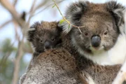 ARD/NDR AUSTRALIEN (2), "In den Wäldern der Koalas", am Sonntag (19.04.15) um 16:30 Uhr im ERSTEN. Die ersten Lebensmonate verbringen Koalababys gut geschützt im Beutel der Mutter – erst dann beginnen sie, die Welt „da draußen“ zu entdecken – anfangs oft auf dem Rücken der Mutter.