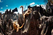 NDR Fernsehen EXPEDITIONEN INS TIERREICH, "Madagaskar - Im Dschungelreich der Halbaffen", am Mittwoch (04.06.14) um 20:15 Uhr. Kronenmakis sind Primaten und perfekt angepasst an das Leben zwischen den spitzigen Kalksteinnadeln im Tsingy Nationalpark auf Madagaskar.