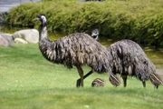 Bei den Emus kümmert sich ausschließlich der Emu-Hahn um die eigene Brut und verteidigt seine drei frisch geschlüpften Küken auch schon mal offensiv gegen Reviertierpfleger Christian Möllern.