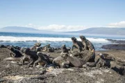 Auf den vulkanischen Galapagosinseln leben ungewöhnliche Tiere wie diese Meerechsen.