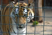 Im Alfred-Brehm-Haus desBerliner Tierparks herrscht noch Mittagsruhe im Revier der sibirischen Tiger. Das wird sich sehr bald ändern, denn hinter den Kulissen bereiten die Tierpflegerinnen Angelika Berkling und Petra Schröder eine Überraschung vor: Jutesäcke mit Holzwolle-Füllung. Während Tigervater Darius sich dem neuen Spielzeug eher vorsichtig nähert, gibt es nebenan kein Halten mehr. Die Tigervierlinge zeigen mit der Holzwolle, was eine sechzehnköpfige Rasselbande so alles drauf hat. - Tiger Darius.