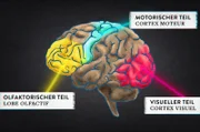 Im Kambrium gab es Lebewesen mit Nervensystemen, die bereits über drei Areale verfügten, die auch wir heute noch haben: den visuellen, olfaktorischen und motorischen Teil.