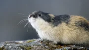 Etwa alle vier Jahre kommt es zu spektakulären Massenwanderungen der Lemminge. Warum ist noch immer nicht ganz geklärt.
