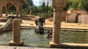 Wellness in XXL: Seit sechs Wochen bewohnen die Asiatischen Elefantendamen des Zoos Hannover ihre neu gestaltete und vergrößerte Anlage. Der neue Pool ist achtmal größer als der alte – ein echtes Schwimmparadies für die grauen Riesen, die in vollen Zügen genießen.