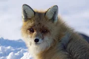Der Rotfuchs profitiert vom Klimawandel und dringt bis in den Norden Skandinaviens vor.