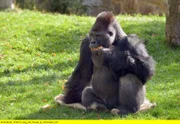 Der Gorillamann Ivo im Berliner Zoo.