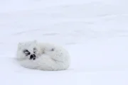 Hans Schweiger (links) und Ernst Arendt waren im Winter in der hohen Arktis, auf den Spuren der Tiere.; Hans Schweiger gut getarnt, der Eisfuchs schlief vor seiner Kamera ein.; Sobald die Schneestürme nachlassen kommen die Caribou zurück in den Norden.; Mit Rauhreif in den Haaren - Ernst Arendt bei Tonaufnahmen.; Den Schwanz über die Augen und Abwarten, der Eisfuchs trotzt den Winterstürmen.