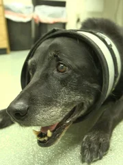 Buddy the dog recovers on the floor of Animal House veterinary clinic.