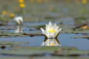 Seerosen wachsen im Wasser.