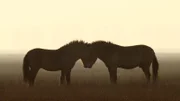 Przewalski-Pferde leben nicht nur zusammen; um sich gegenseitig zu beschützen, sie pflegen auch enge soziale Kontakte.