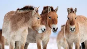 Im Winter lassen sich die Przewalski-Pferde ein dickes Winterfell wachsen.