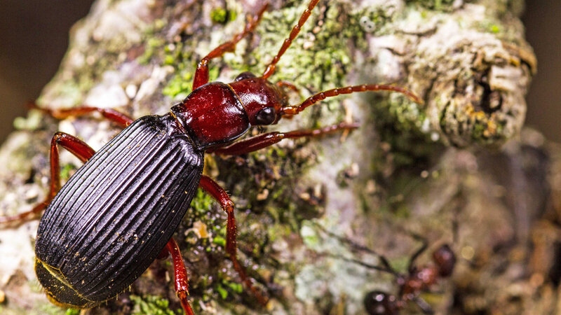 Unglaubliche Insekten (ZA, 2016)
