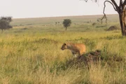 a lioness in a savannah