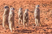 Familie Meerkat (Suricata suricatta), Wüste Kalahari, Namibia.