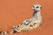 Drei Suricate