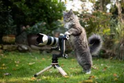 Junge blaue Maine-Coon-Katze mit weißen Pfoten, die hinter einer spiegellosen Kamera mit Teleobjektiv auf einem Holzstativ mit Gimbal steht und wie ein Fotograf aussieht