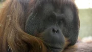 Zoo Berlin: Orang-Utan Chef Mano bekommt eine besondere Überraschung.