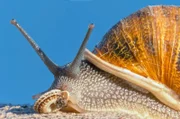 Am Strand von Portinho, der als einer der schönsten des Landes gilt, gedeiht im Schutz seiner Dünen eine Vielzahl endemischer Pflanzen und Tiere.