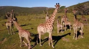 The northern giraffes