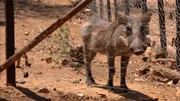 A warthog