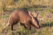 Erdferkel im Okavango-Delta, Botswana