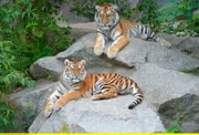 Im Tierpark Berlin sind die beiden Tiger Alisha und Dragan ein super Team.