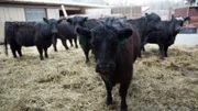 Wide shot of Russell Pinkelman's cows.