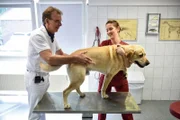 Dr. Friedrich Müller bei der Behandlung eines Hundes