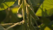 Soja