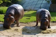 Flusspferde im Zoo Berlin.