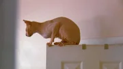 Donskoy cat.