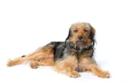 Der Hund 'Stinker