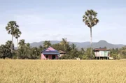 Kambodscha hat eine sehr erdverbundene und ernteorientierte Kultur. Auch heute noch ist die Landwirtschaft eine der Säulen der kambodschanischen Wirtschaft.