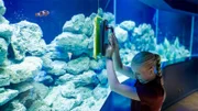 Im Aquarium braucht es Muskelkraft, denn die Scheiben des riesigen Rundbeckens müssen geputzt werden – und zwar in Höchstgeschwindigkeit!